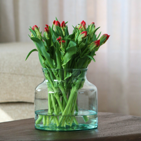 Seadov Parrot - Tulp van de week