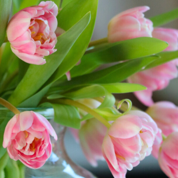 Tulp van de week - Endless Love