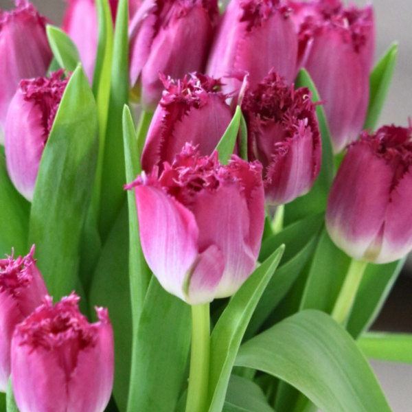purple crystal tulp van de week