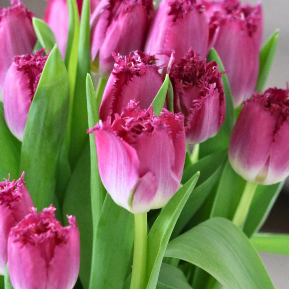 De Tulp van de Week 