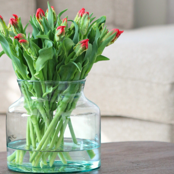 Seadov Parrot - Tulp van de week