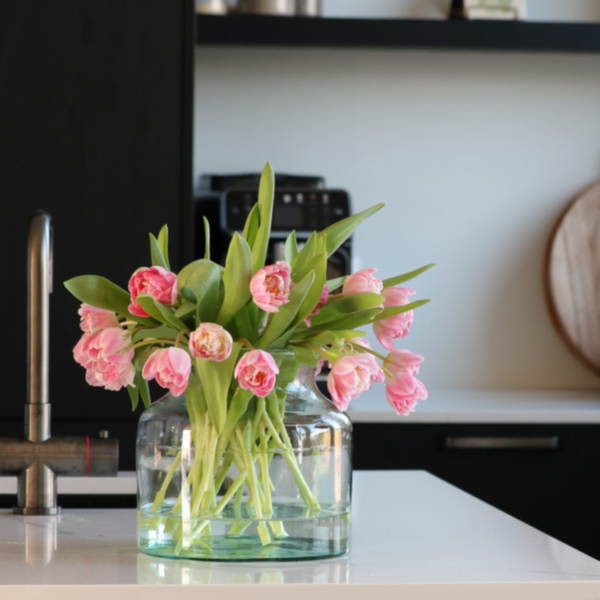 Tulp van de week - Endless Love