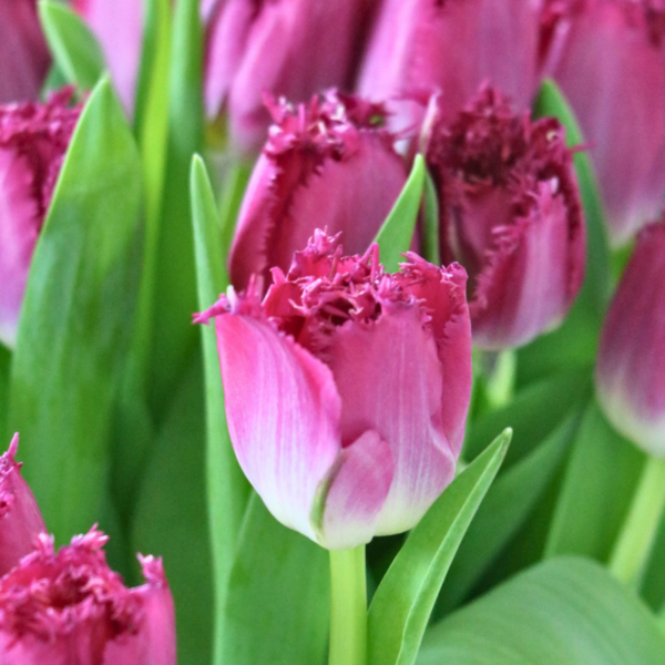purple crystal tulp van de week