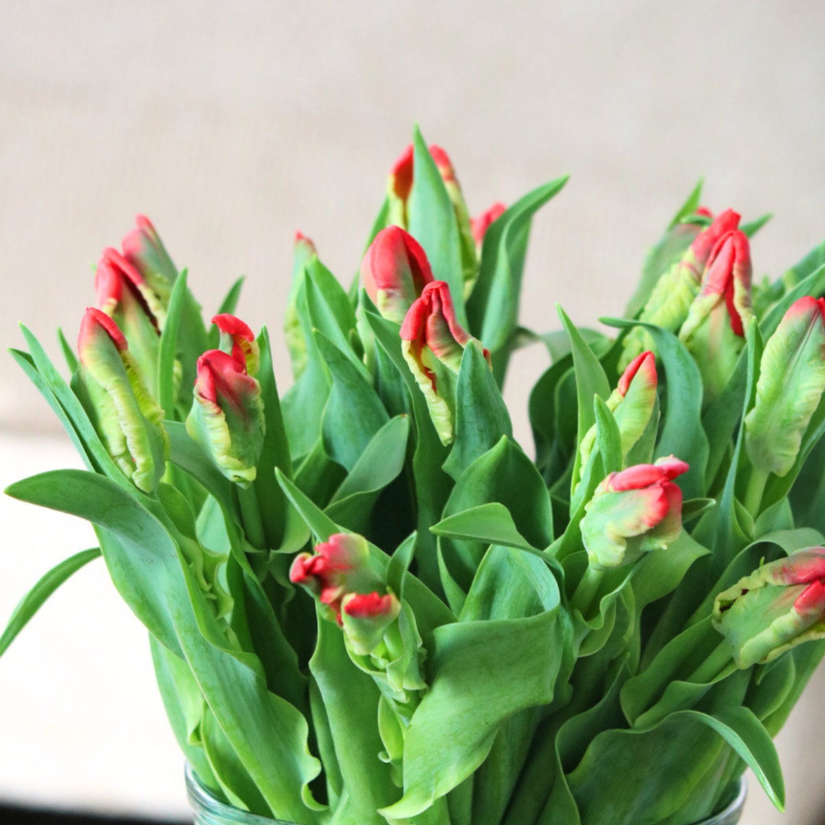 De Tulp van de Week 