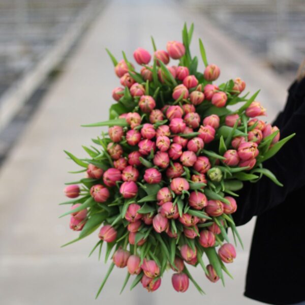 dubbele multicolour tulpen xl