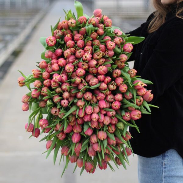 dubbele multicolour tulpen xxl