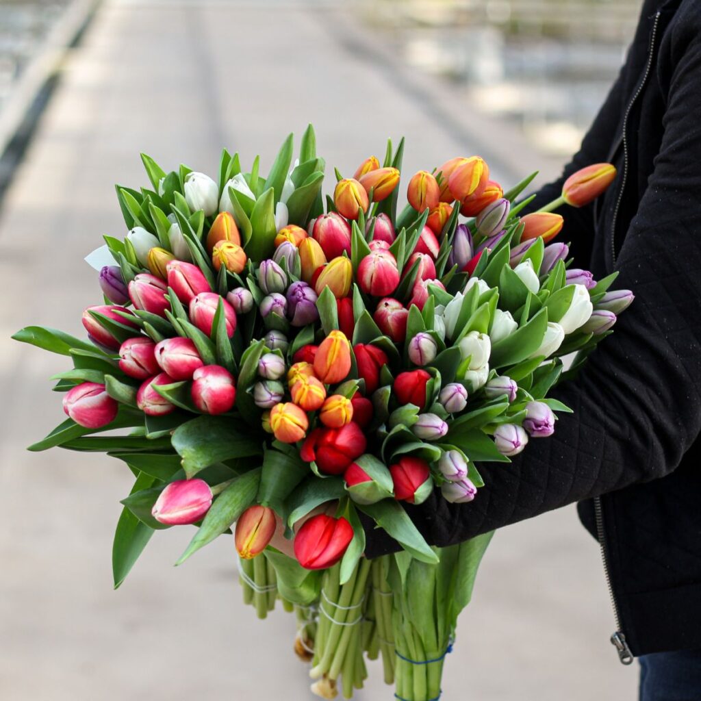Ontdek hier alles over de tulp!