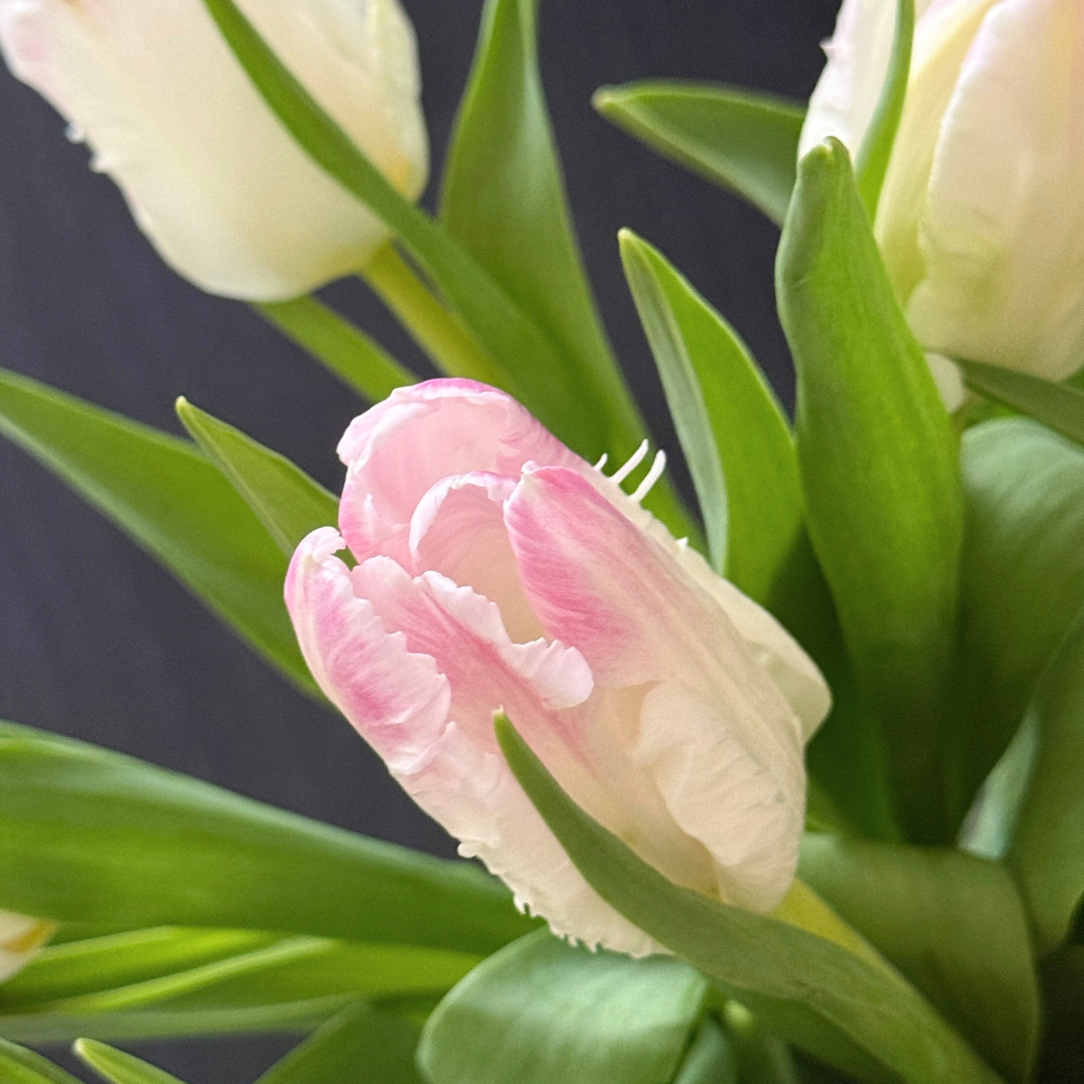 De Tulp van de Week 