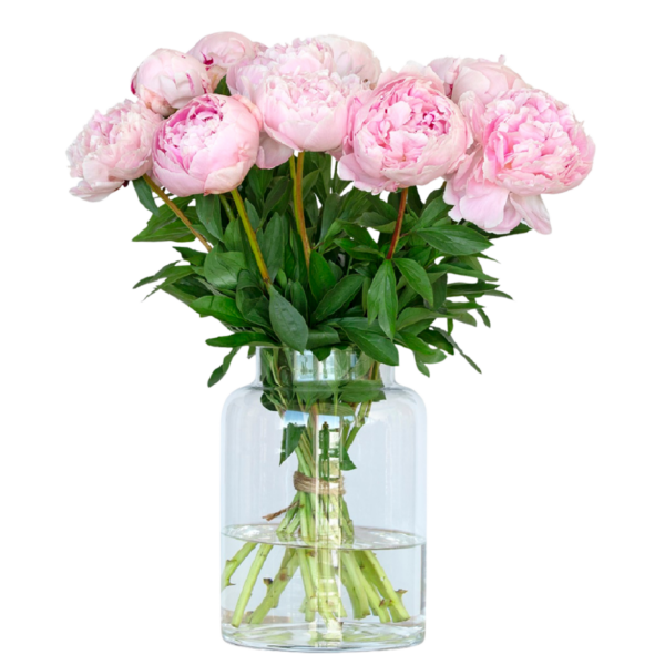 roze pioenrozen