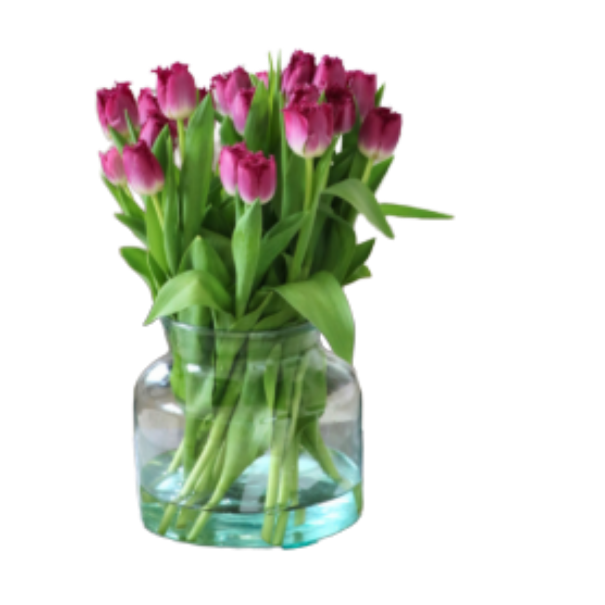 Tulp van de Week