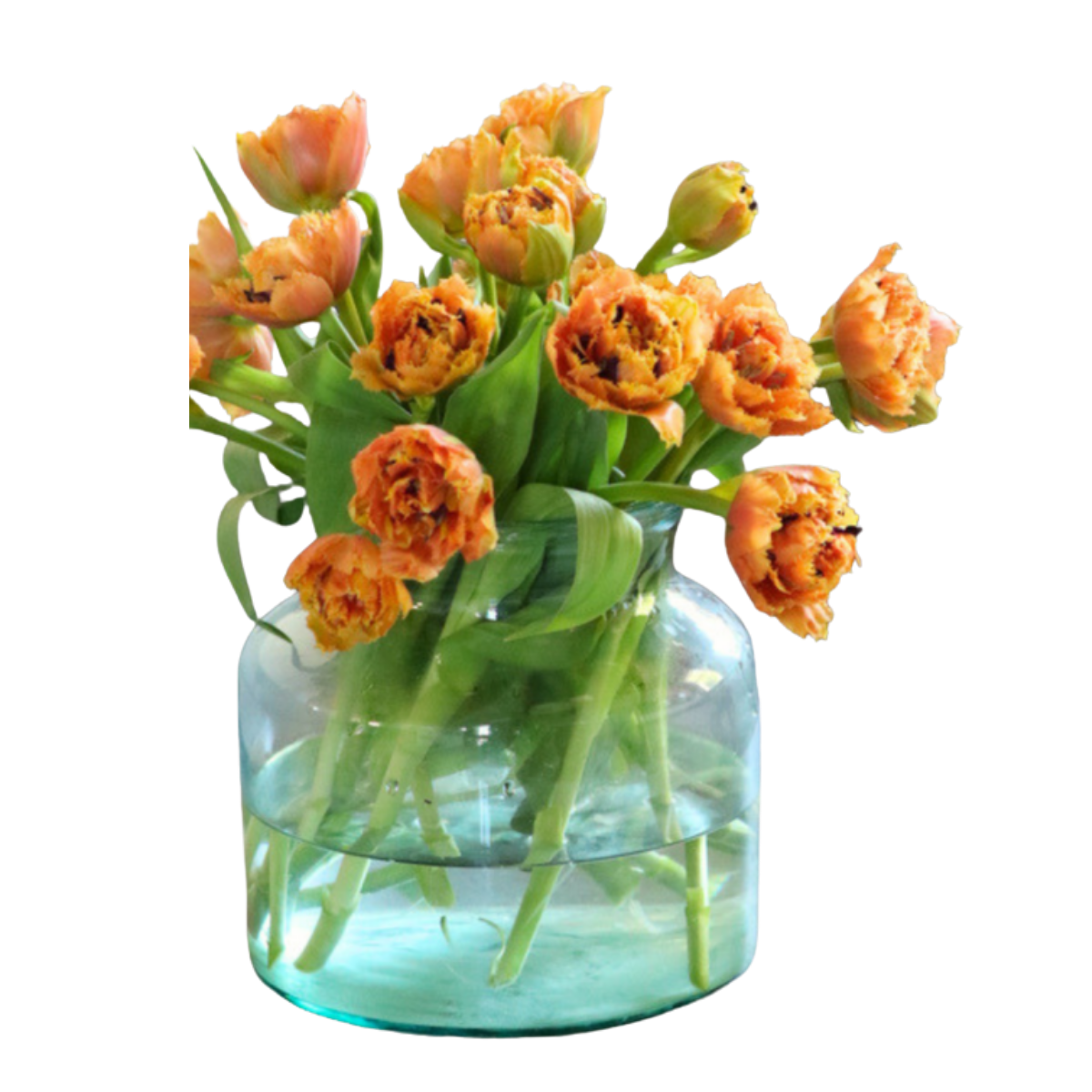 Tulp van de Week