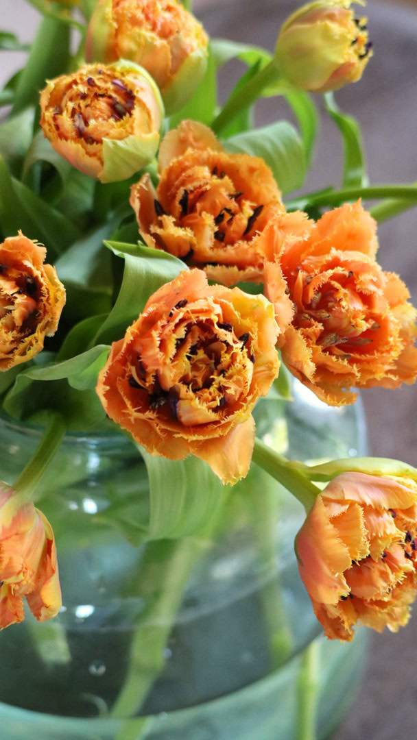 De Tulp van de Week 