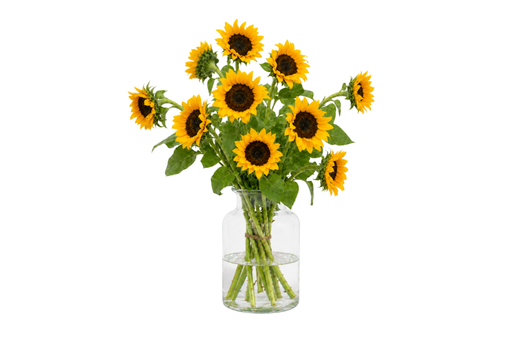 Zonnebloemen zijn nu beschikbaar