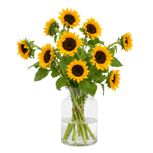 Zonnebloemen – 10 (2)