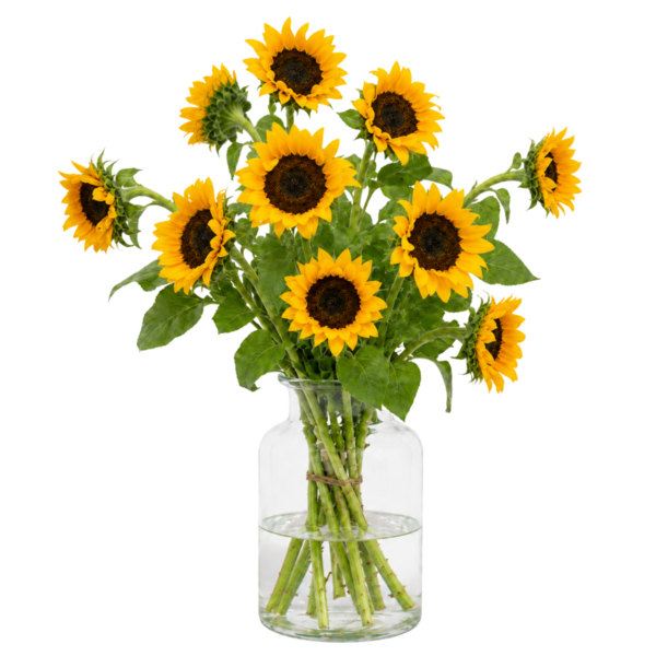 Zonnebloemen - 10