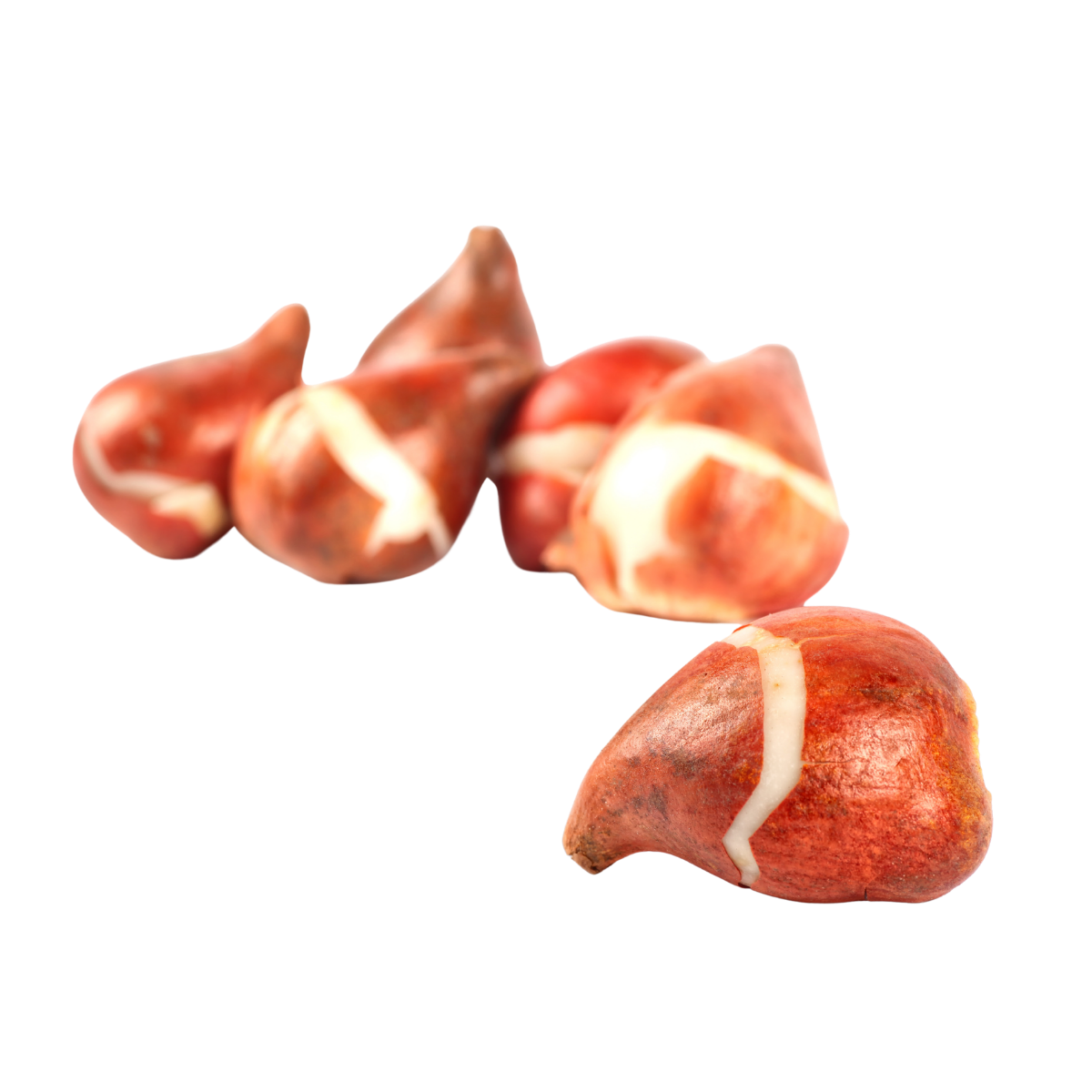 Tulpenbollen